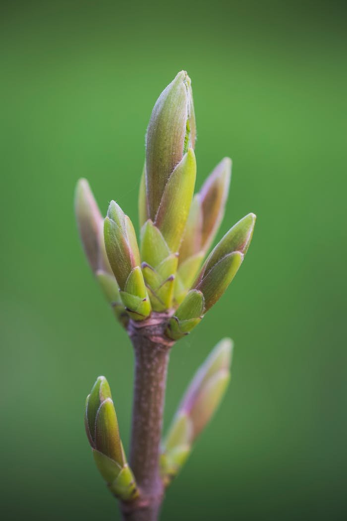 Detailed macro shot of a budding plant showcasing the essence of growth and renewal in spring.