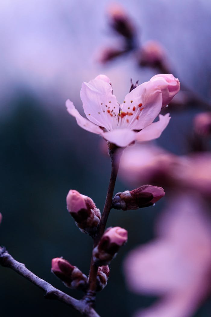 Close-up of a delicate cherry blossom with blurred background highlighting its beauty.